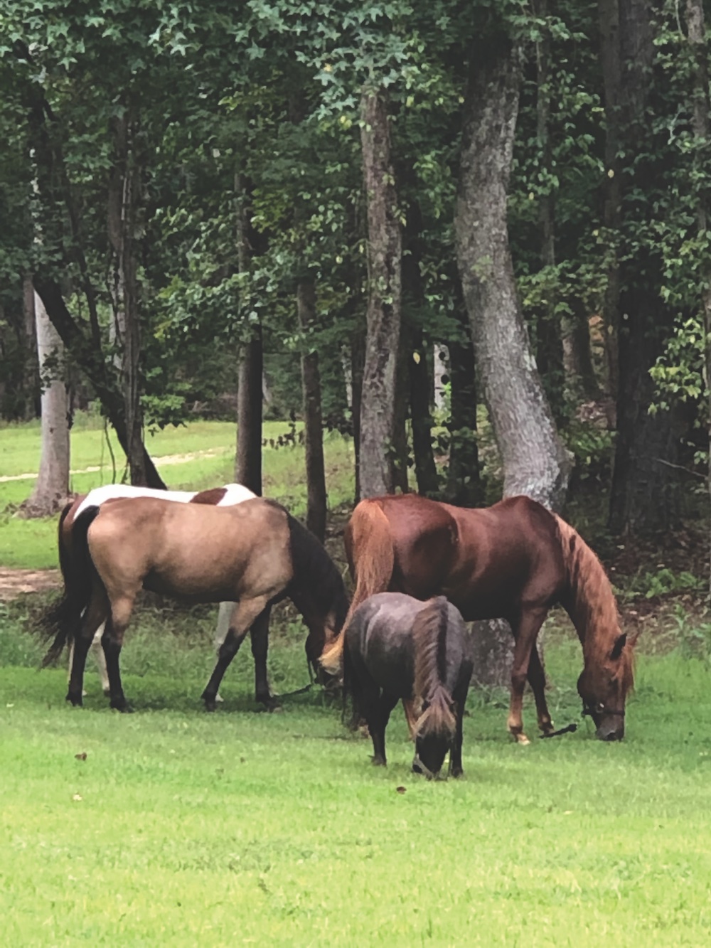 horses-Revival-356
