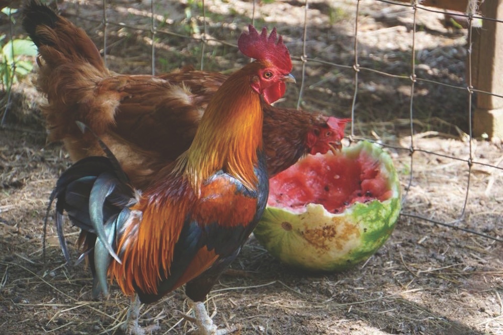 chickens-Revival-356